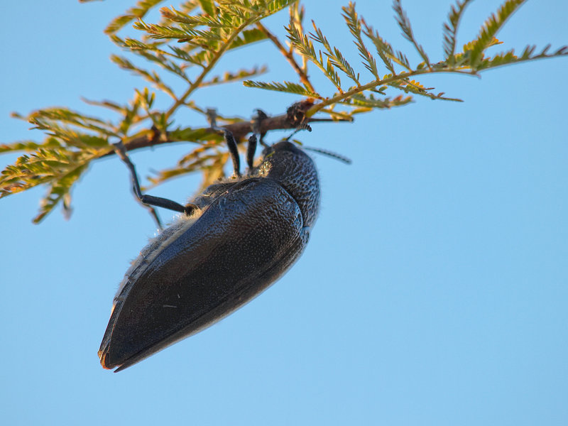 Mokuti, Bug